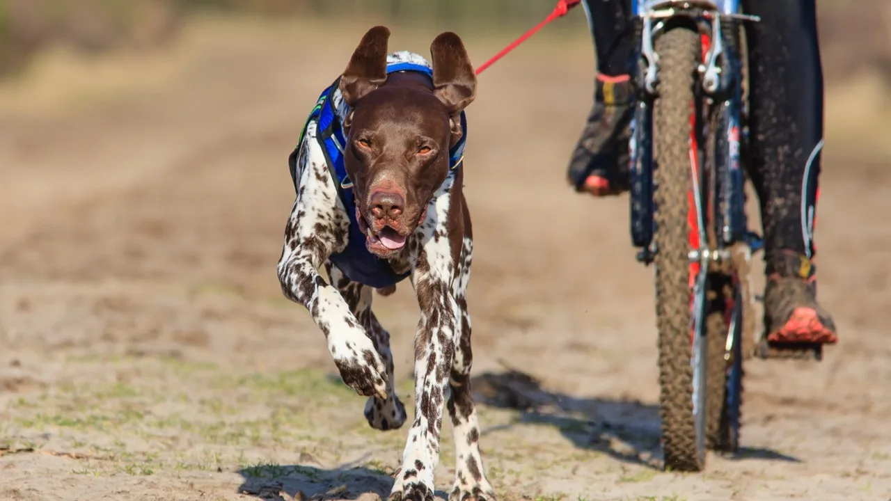 Representative sports image for Bikejoring