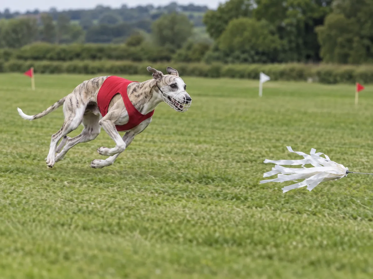AI-generated illustration: Coursing