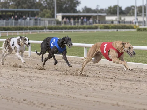 Ilustración generada por IA: Carreras de galgos
